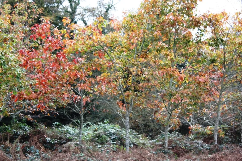 Scaër la Forêt de Coat Loc'h.